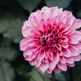 Při setí sazenic v 2022: podmínky a příznivé dny na lunárním kalendáři, kdy do závodu